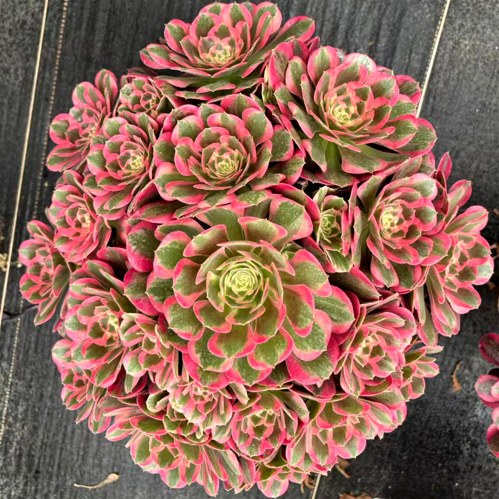 [10-Day Pre-sale] Extra-Large Aeonium 'Pink Lady' Approx. 12-inch Across - Known For Its Watercolor-like Rosettes