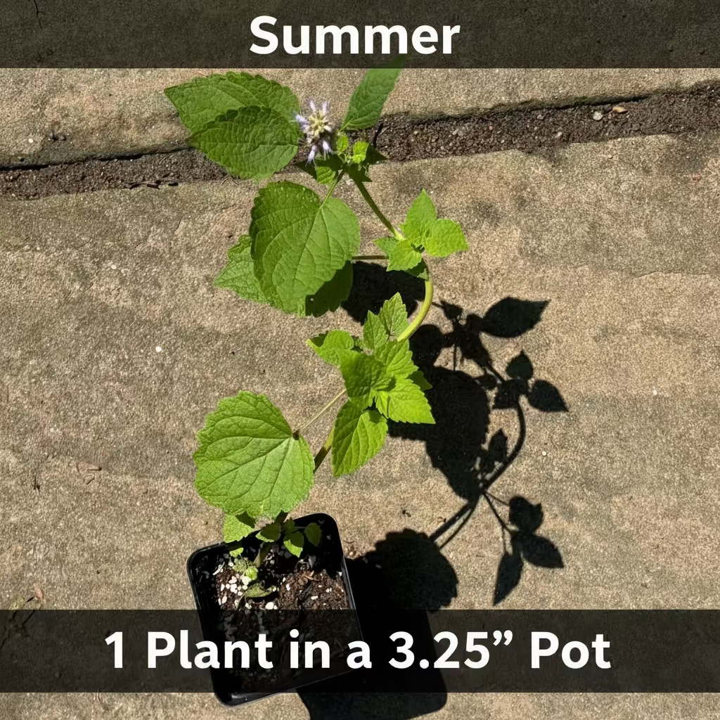 Anise Hyssop Live Plants – Agastache rugosa White & Purple Mix
