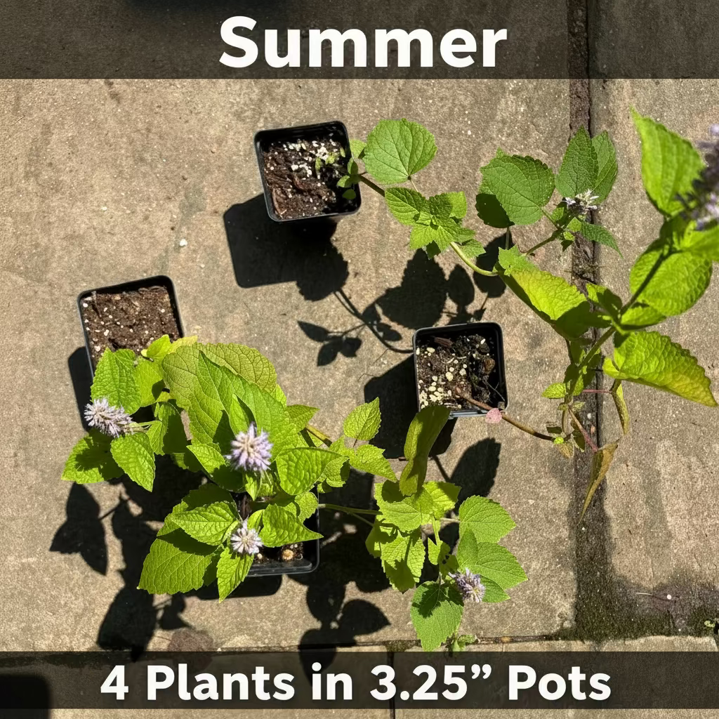 Anise Hyssop Live Plants – Agastache rugosa White & Purple Mix