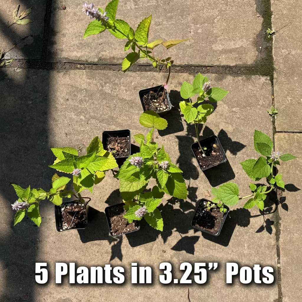 Anise Hyssop Live Plants – Agastache rugosa White & Purple Mix