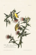 Audubon - American Goldfinch
