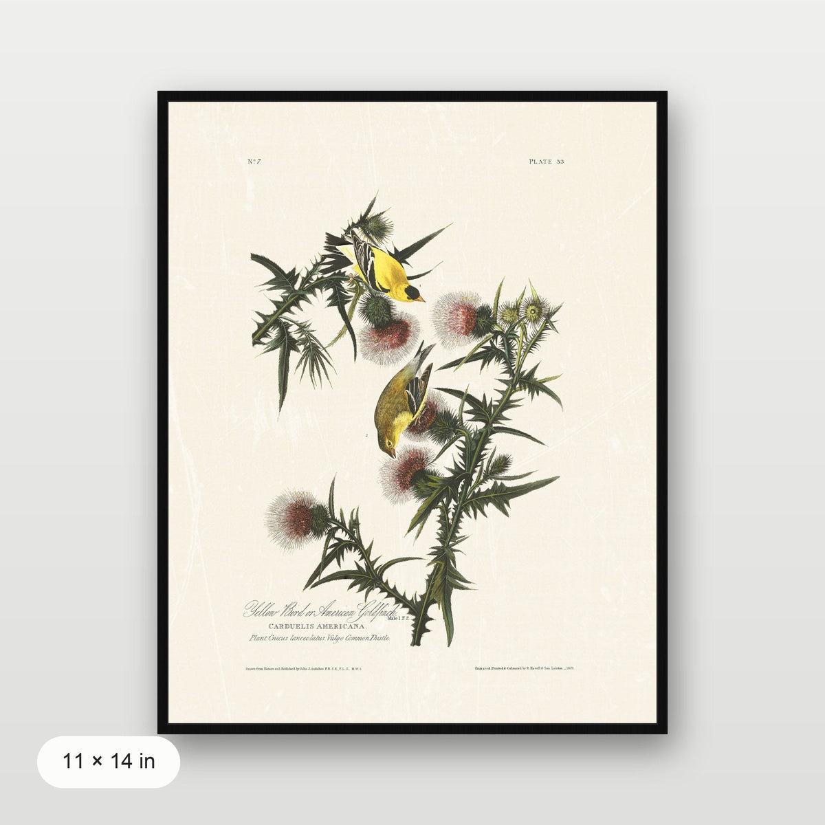 Audubon - American Goldfinch