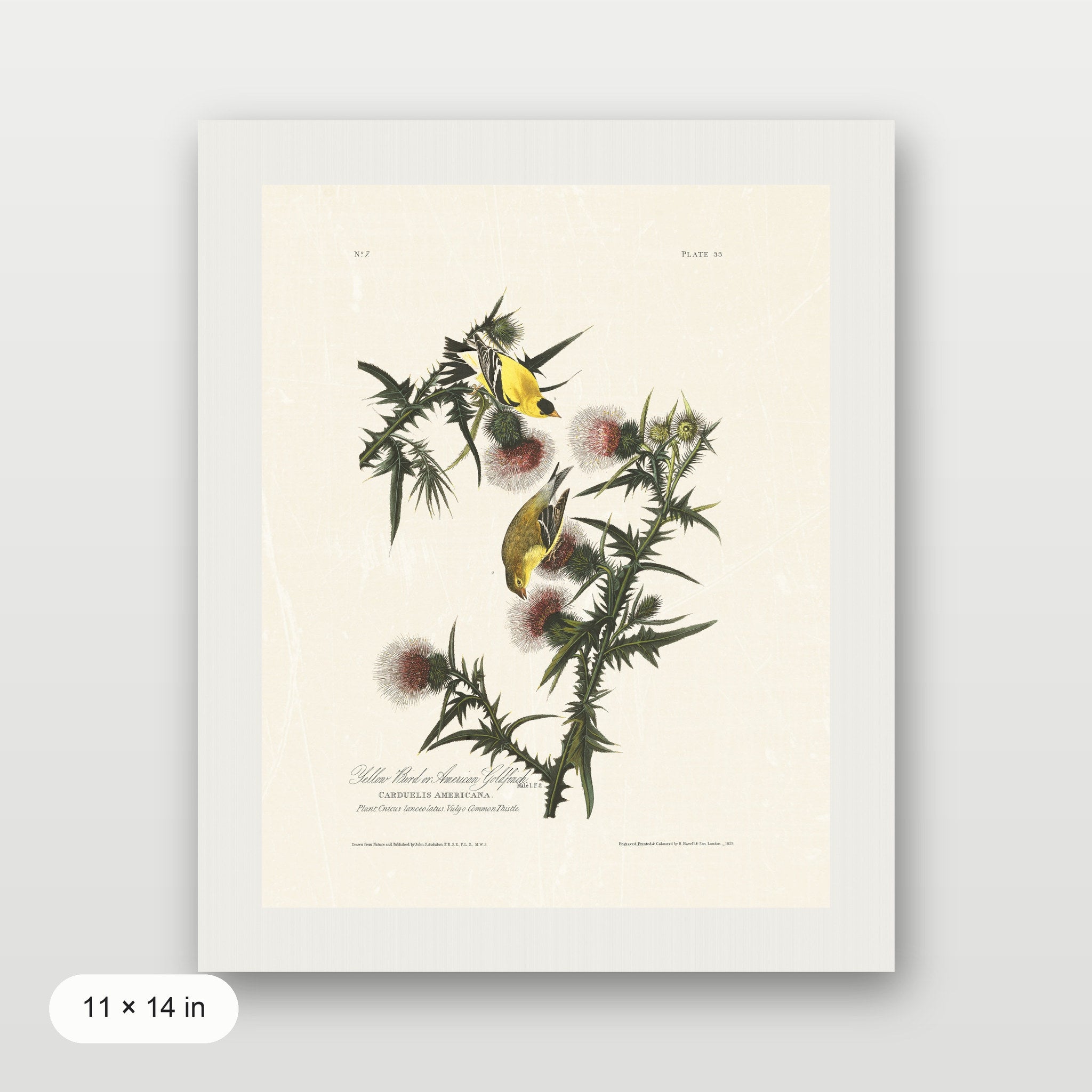 Audubon - American Goldfinch