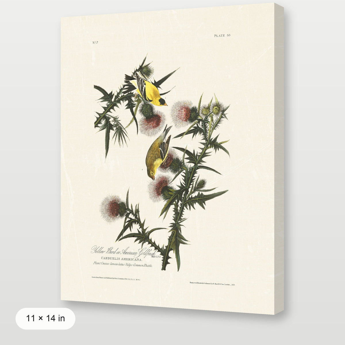 Audubon - American Goldfinch