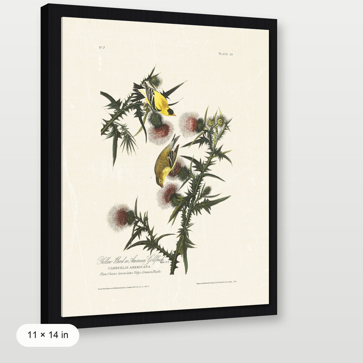 Audubon - American Goldfinch