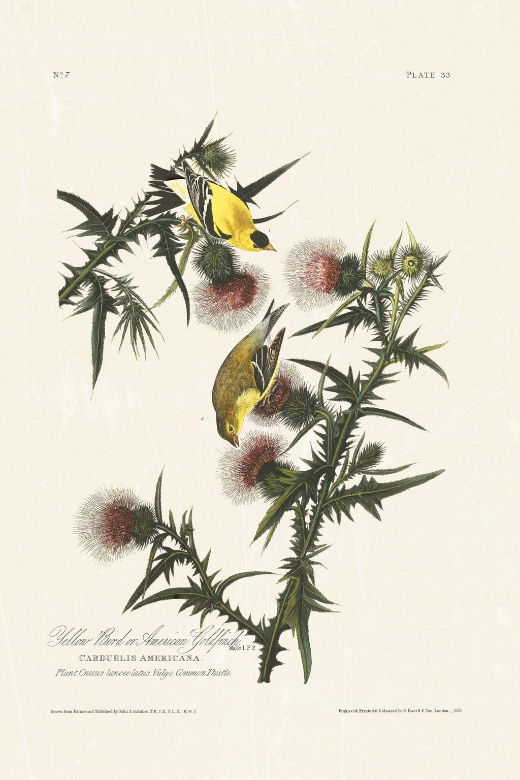 Audubon - American Goldfinch