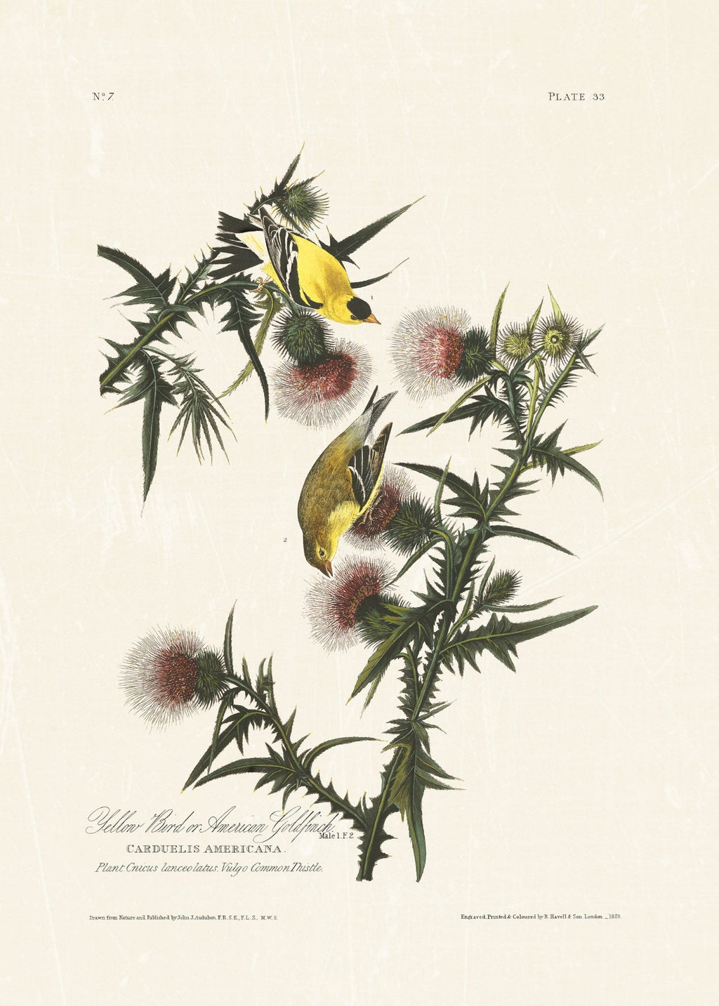 Audubon - American Goldfinch