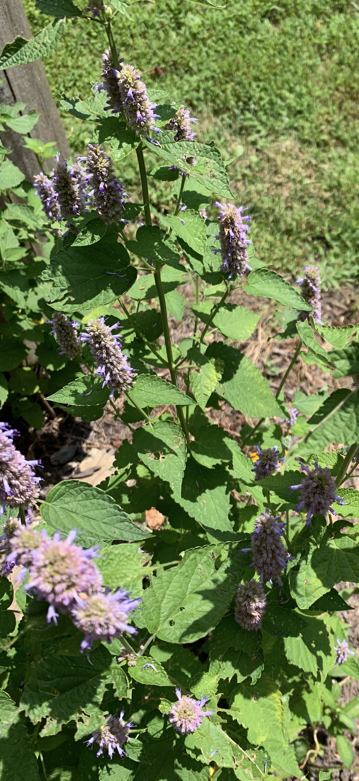 Anise Hyssop Live Plants – Agastache rugosa White & Purple Mix
