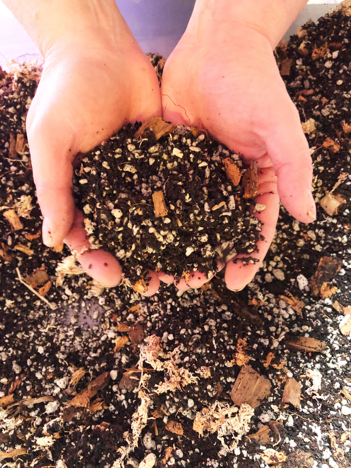 Alocasia - Colocasia - Caladium Premium Potting Mix