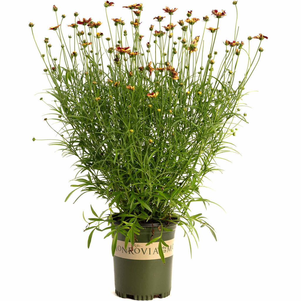 Li'l Bang™ Red Elf Coreopsis