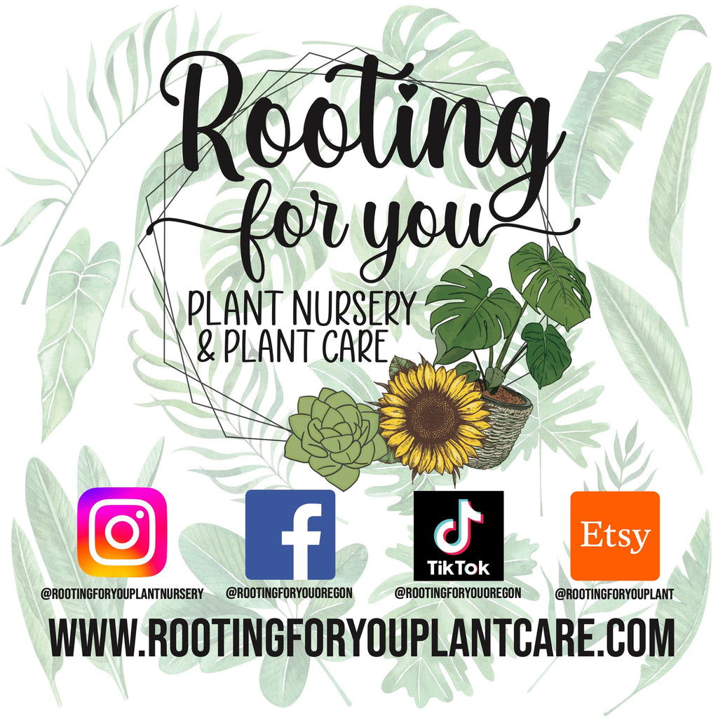 Alocasia - Colocasia - Caladium Premium Potting Mix