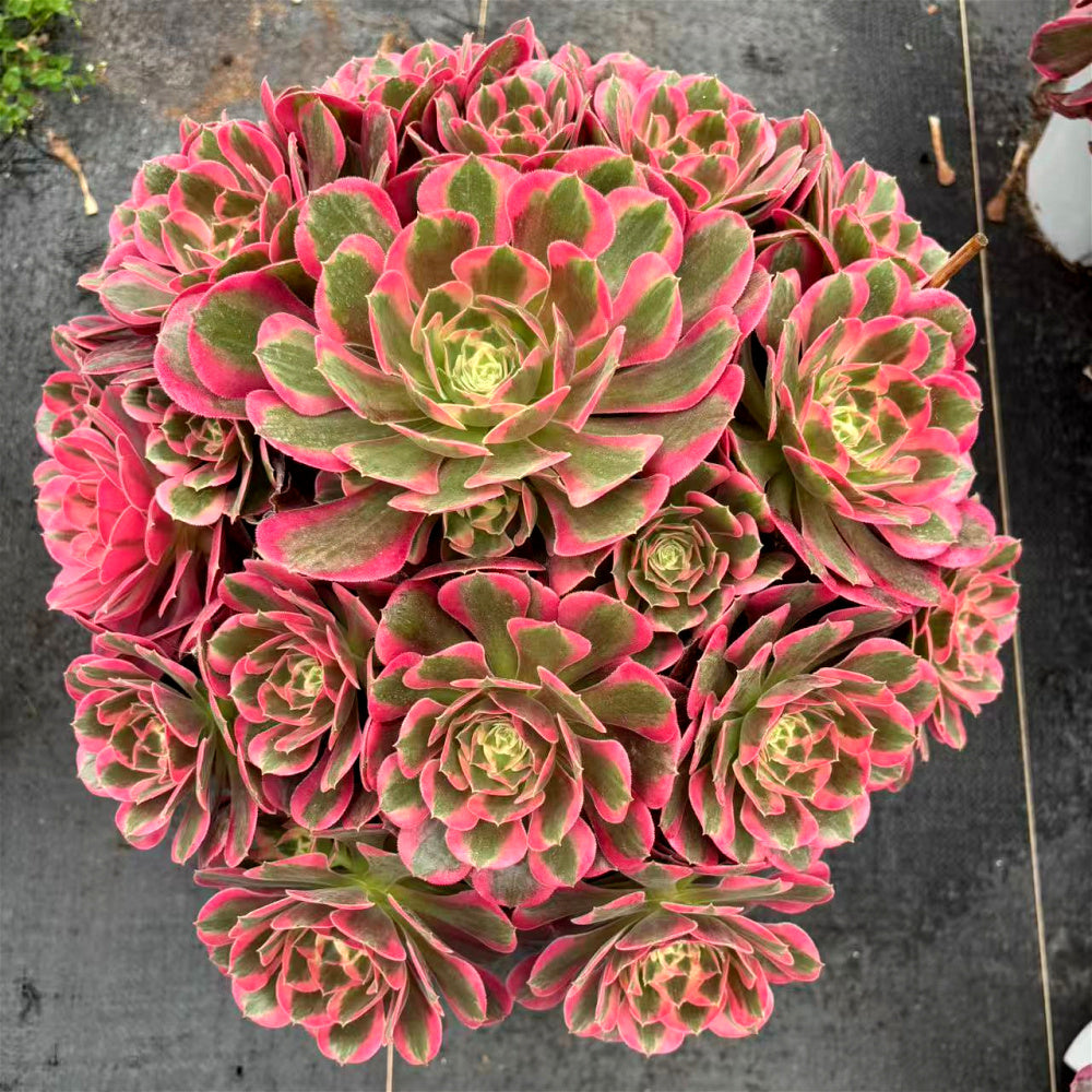 [10-Day Pre-sale] Extra-Large Aeonium 'Pink Lady' Approx. 12-inch Across - Known For Its Watercolor-like Rosettes