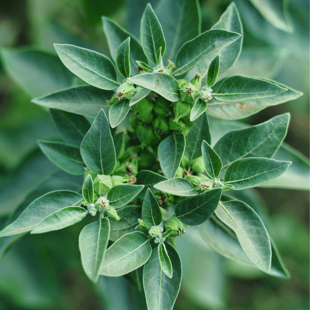 Ashwagandha (Indian Ginseng) – 30 Seeds