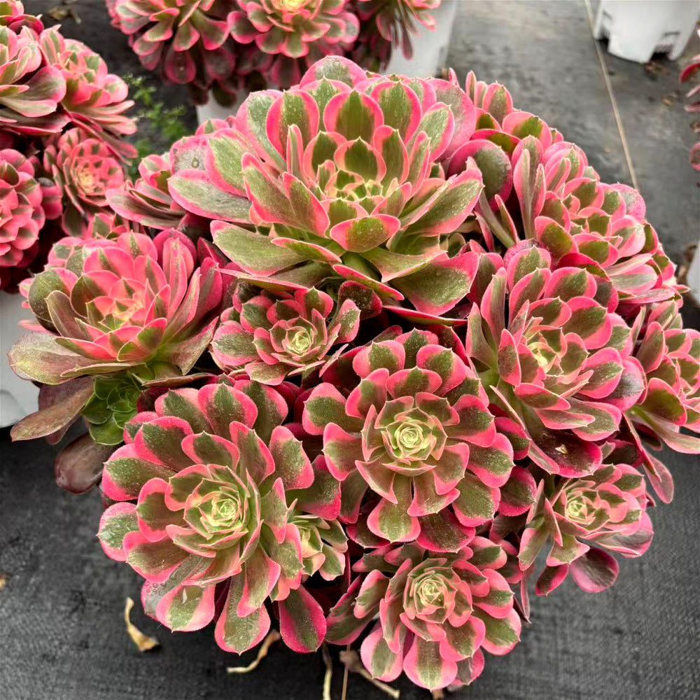 [10-Day Pre-sale] Extra-Large Aeonium 'Pink Lady' Approx. 12-inch Across - Known For Its Watercolor-like Rosettes