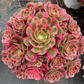 [10-Day Pre-sale] Extra-Large Aeonium 'Pink Lady' Approx. 12-inch Across - Known For Its Watercolor-like Rosettes