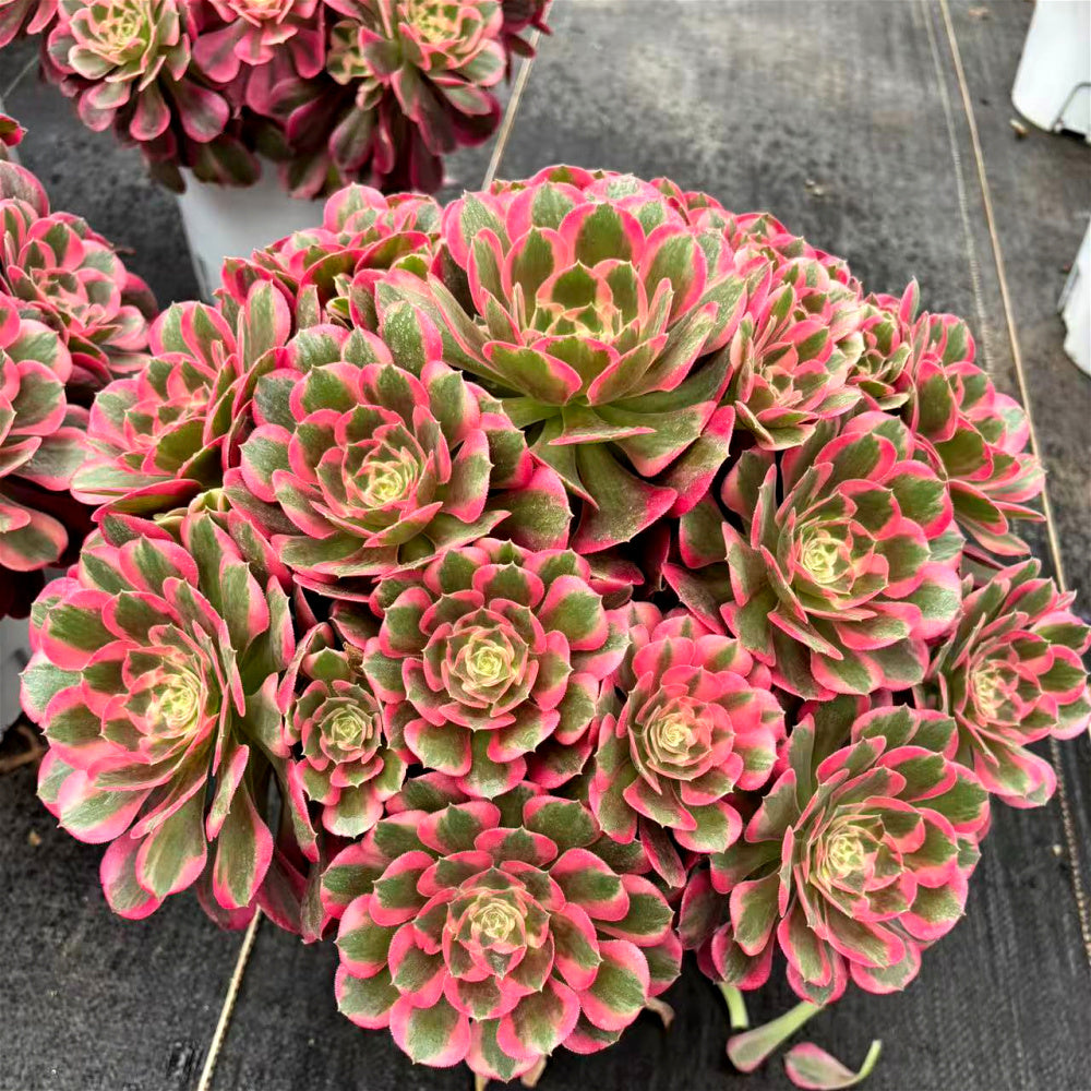 [10-Day Pre-sale] Extra-Large Aeonium 'Pink Lady' Approx. 12-inch Across - Known For Its Watercolor-like Rosettes